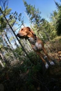 Some Dogs Make Excellent Conservationists Image